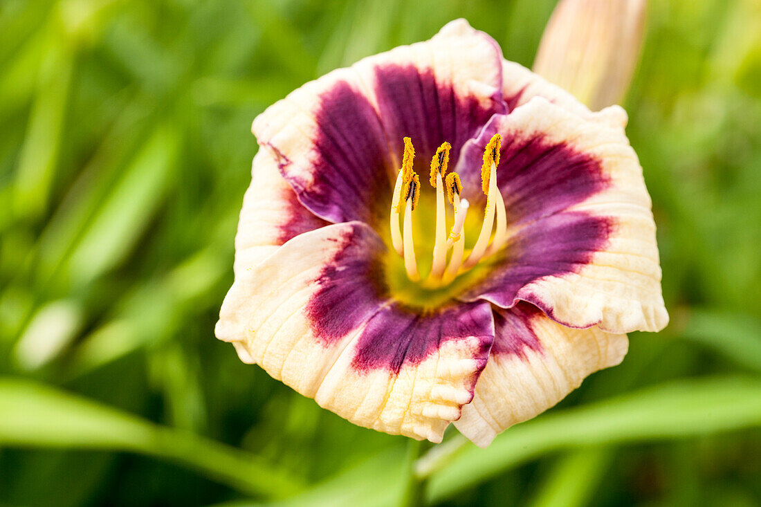 Hemerocallis 'Panda Bear'