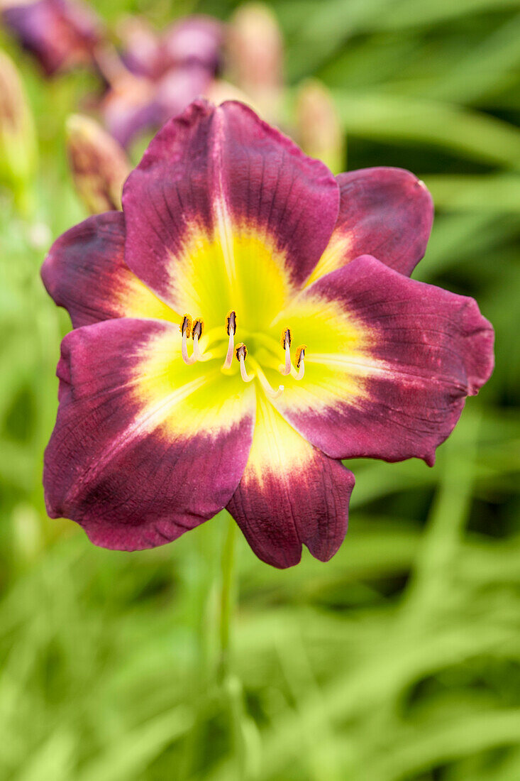 Hemerocallis Night Beacon