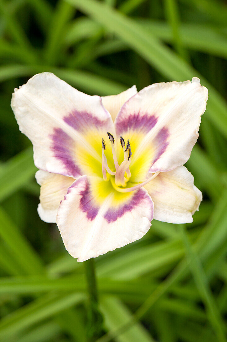 Hemerocallis 'Paper Butterfly'