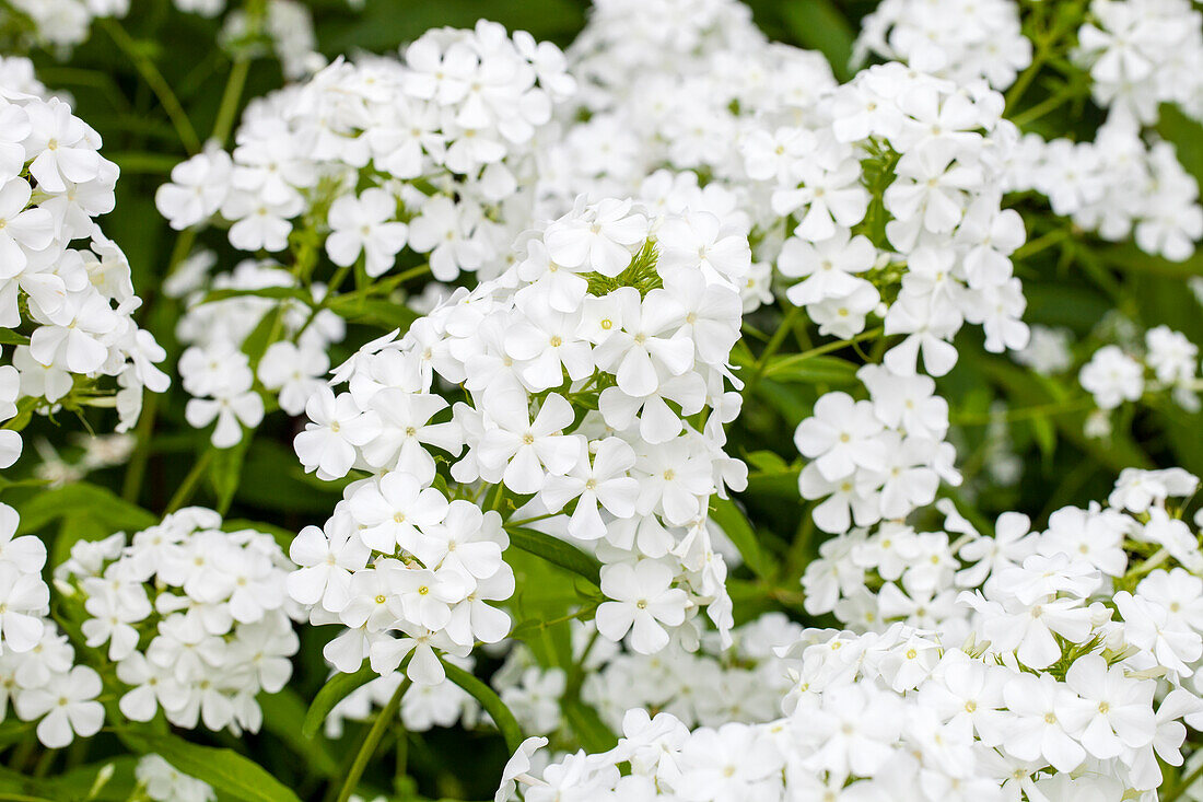 Phlox paniculata, white