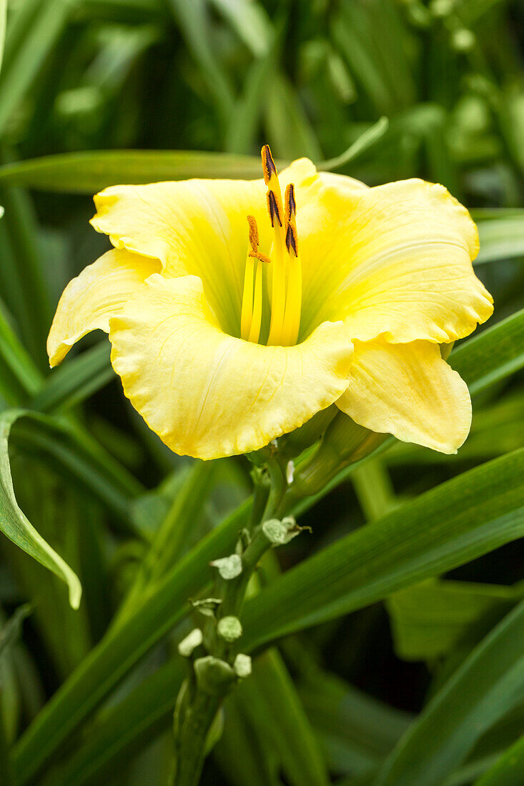 Hemerocallis