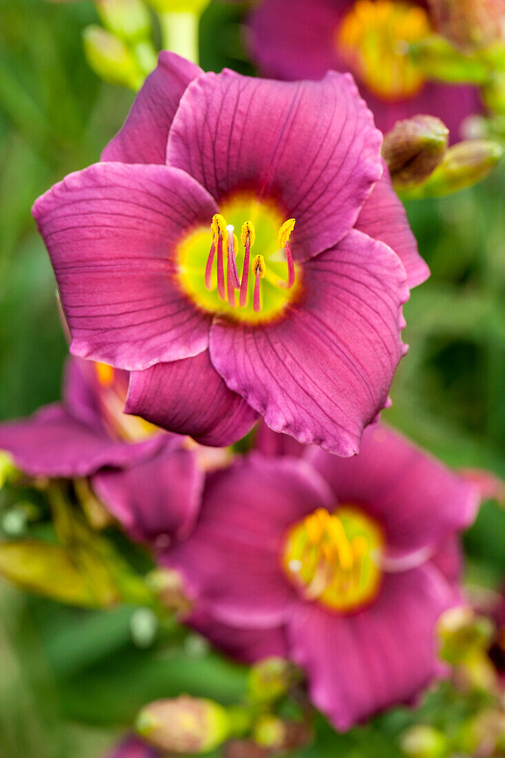 Hemerocallis