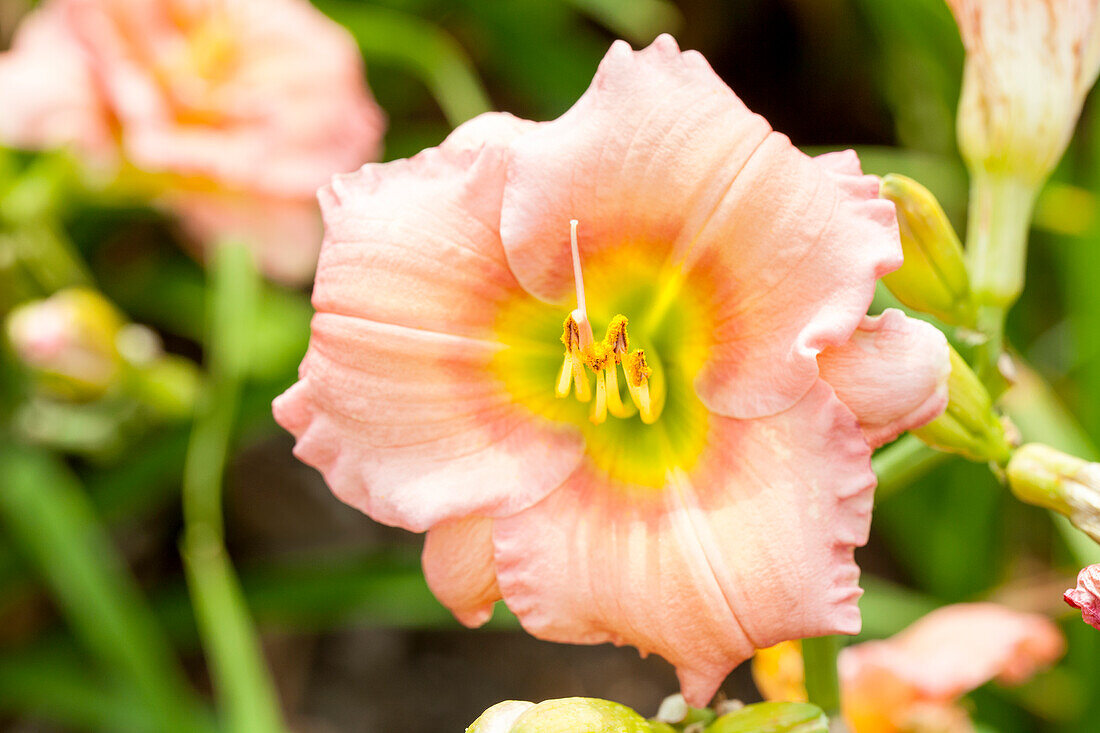 Hemerocallis Elegant Candy