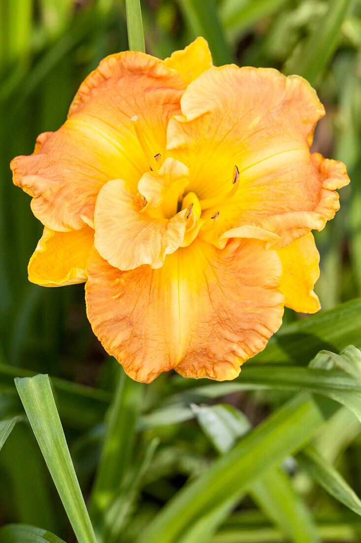 Hemerocallis 'Pumpkin Berry Truffles'