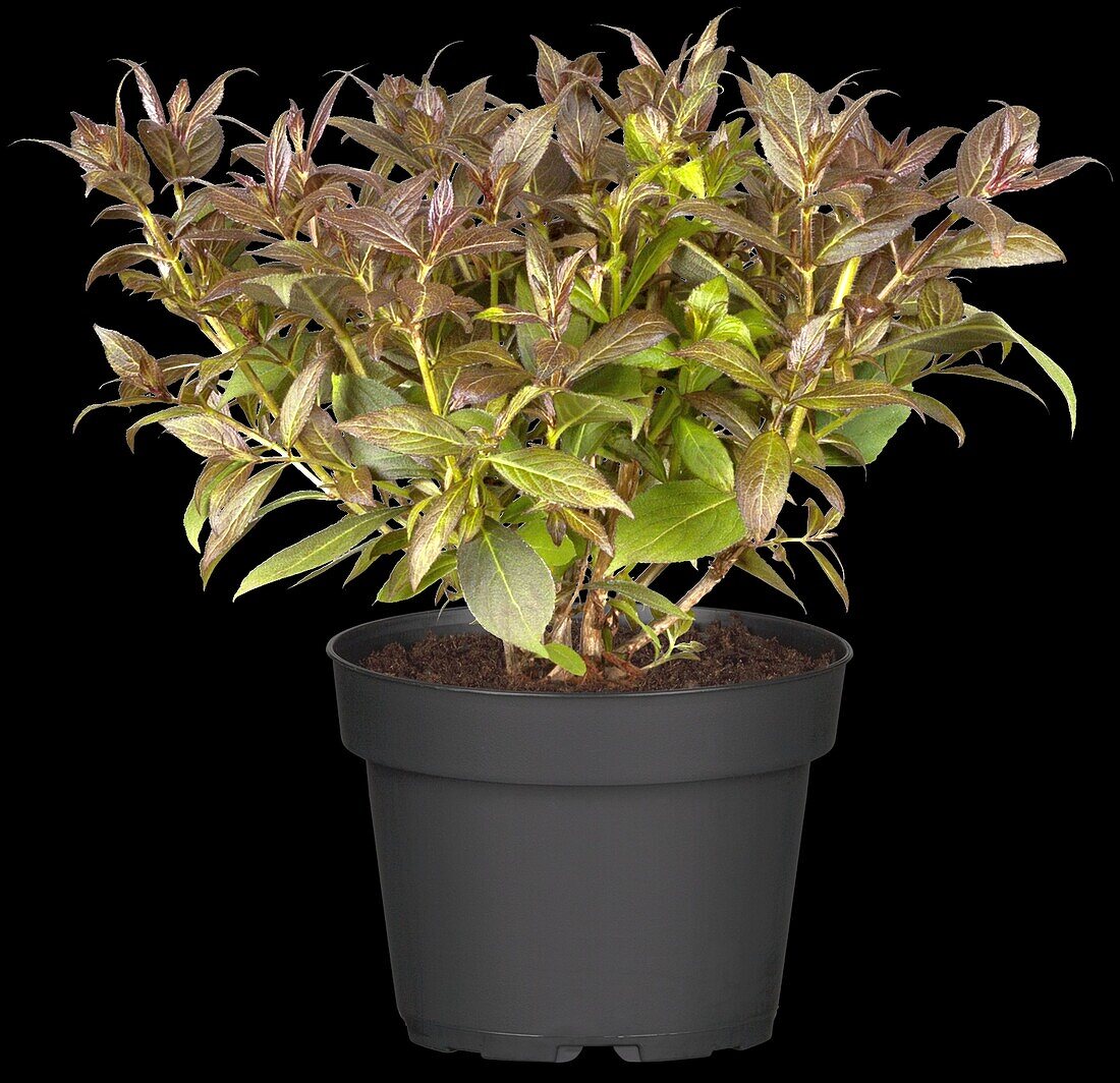 Weigela 'Black & White'®