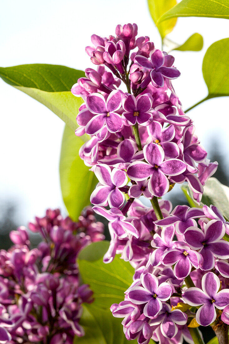 Syringa vulgaris Sensation