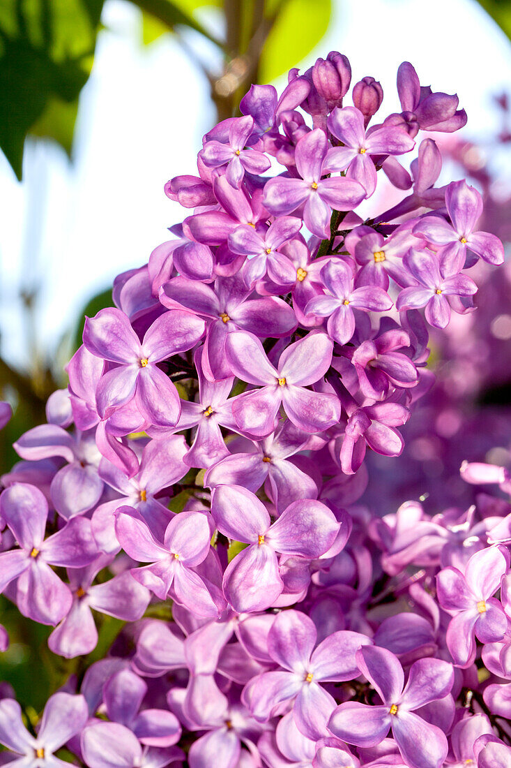 Syringa vulgaris 'Princesse Sturdza'