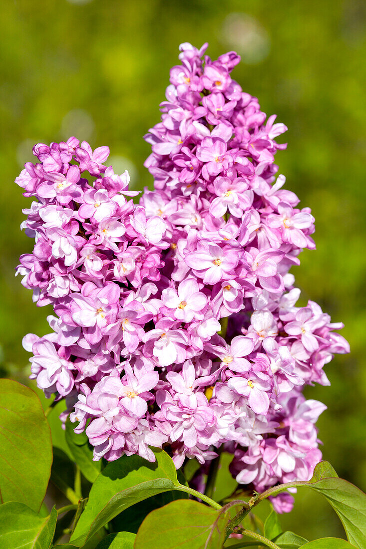 Syringa vulgaris 'In memory of Ludwig Späth' (German)