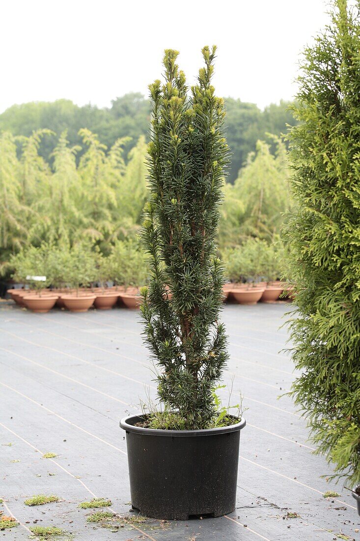 Taxus baccata 'Fastigiata Robusta'