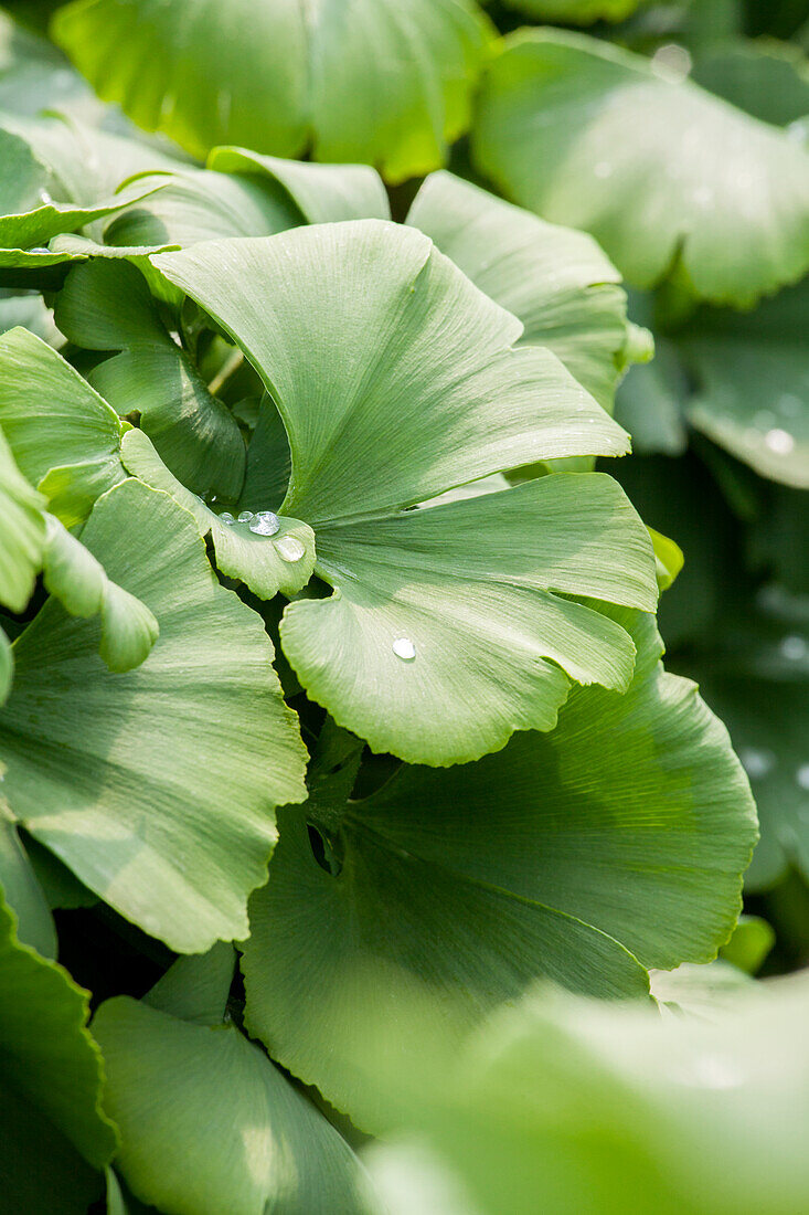 Ginkgo biloba