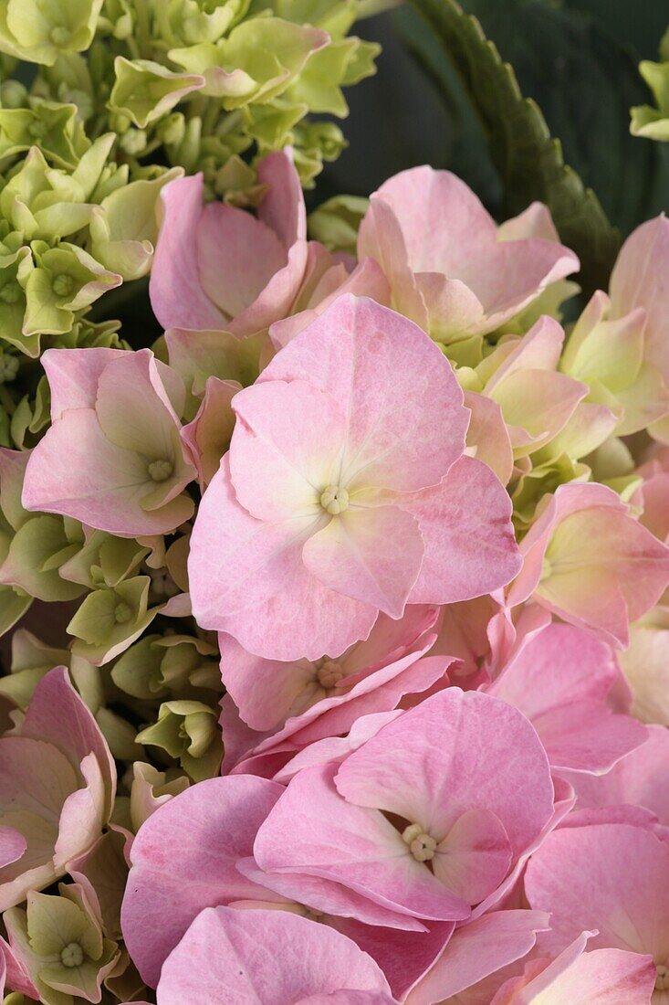 Hydrangea macrophylla 'Rosita'