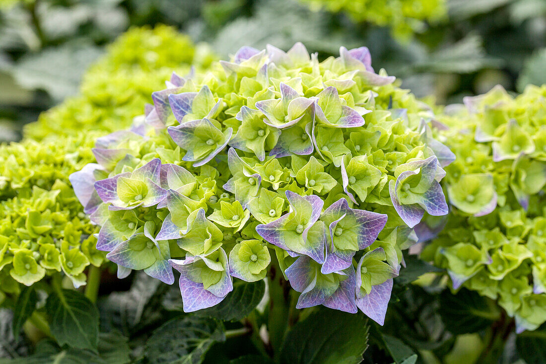 Hydrangea macrophylla 'Bela'(s)