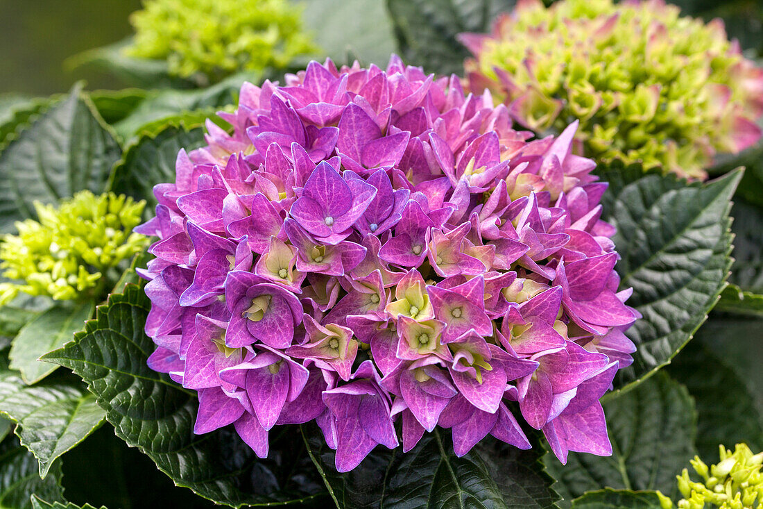 Hydrangea macrophylla 'Hobergine'®