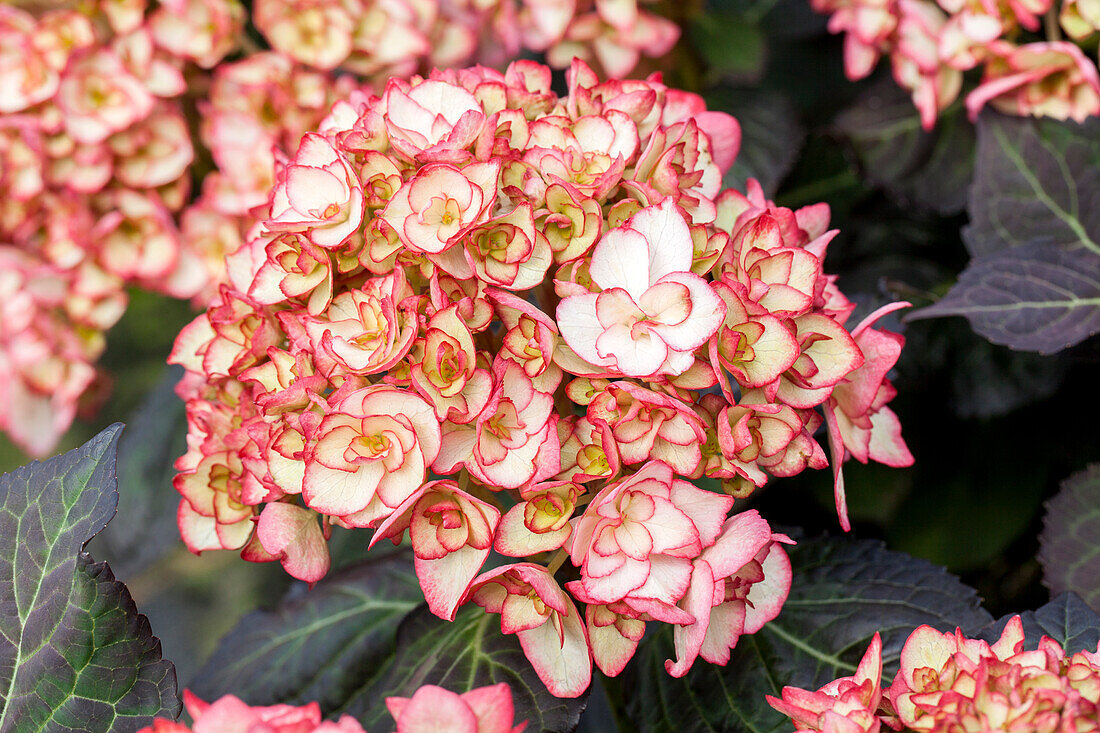 Hydrangea macrophylla 'Miss Saori'