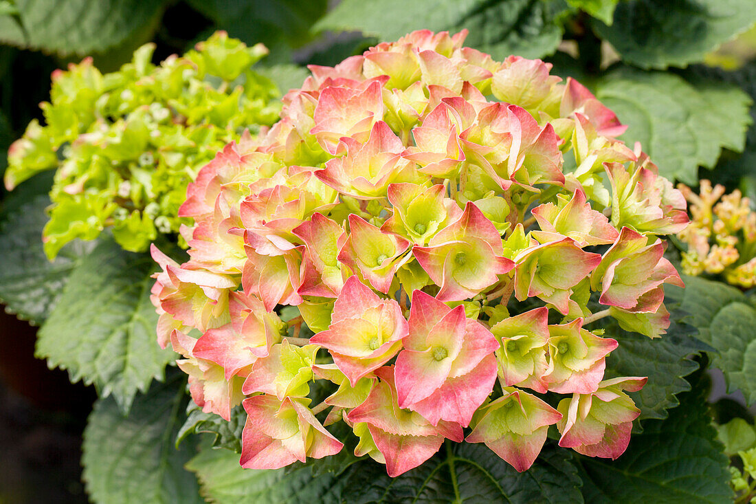 Hydrangea macrophylla 'Messalina'