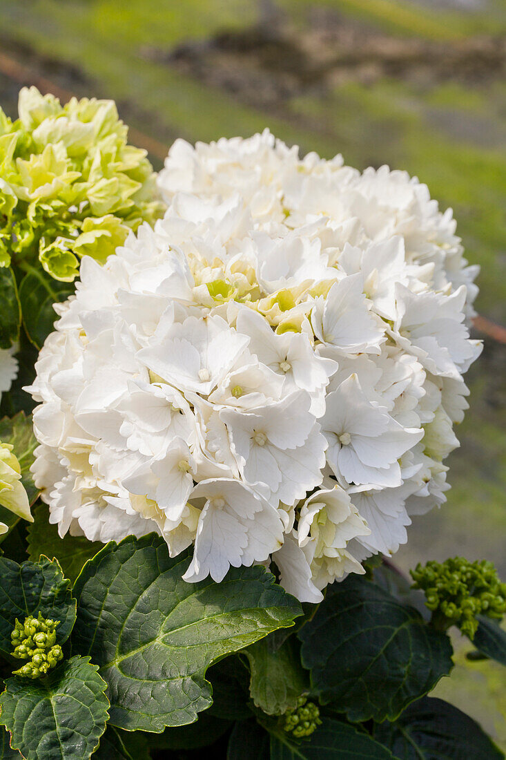 Hydrangea macrophylla 'Schneeball'(s)