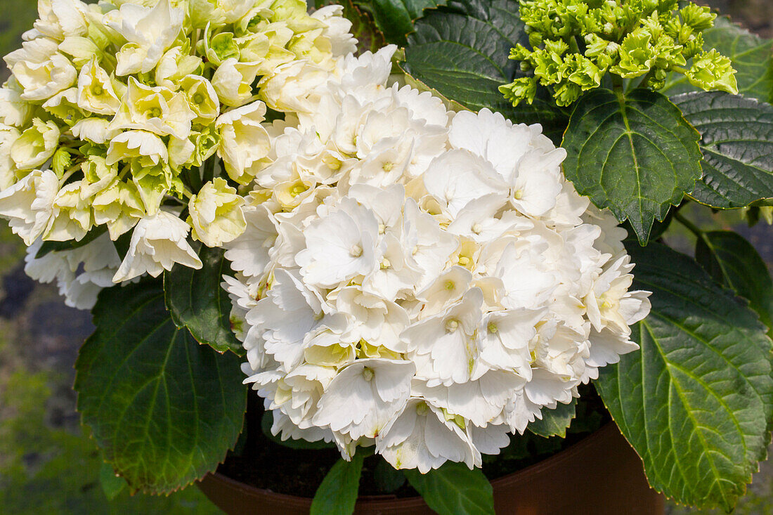 Hydrangea macrophylla 'Schneeball'(s)