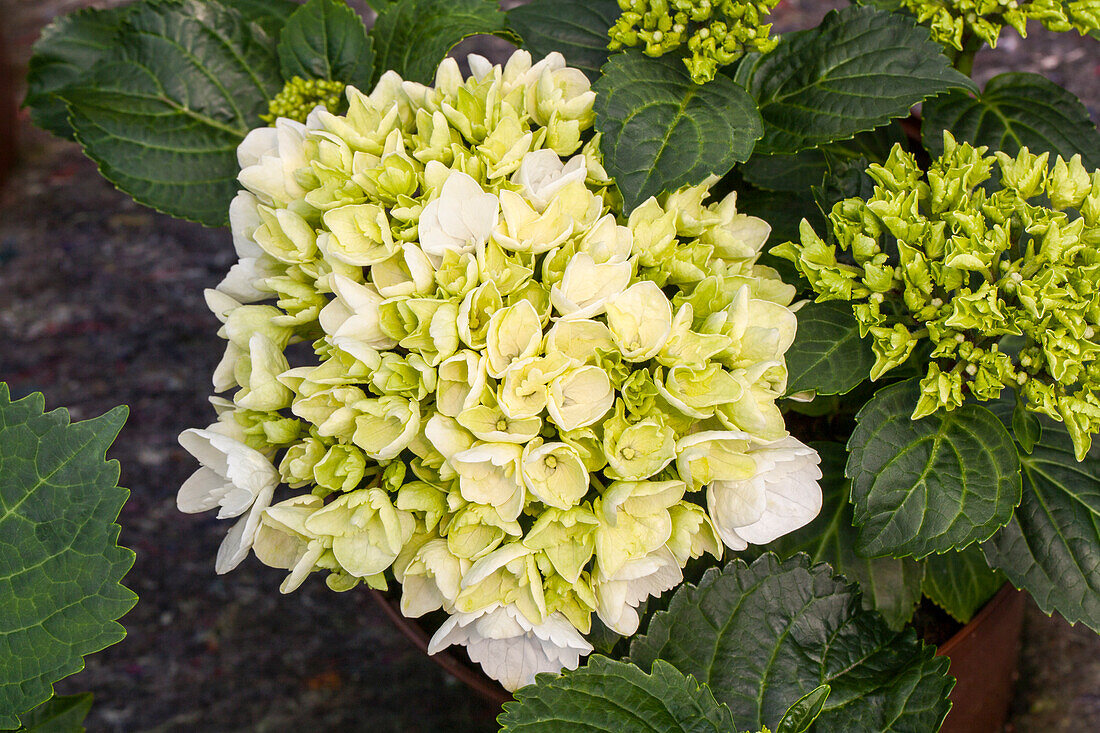 Hydrangea macrophylla, weiß