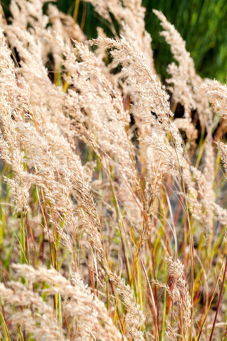 Stipa calamagrostis