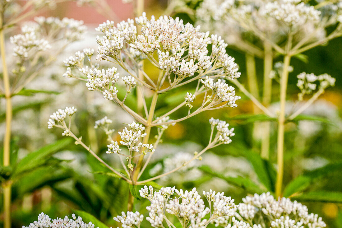 Eupatorium fistulosum 'Album'