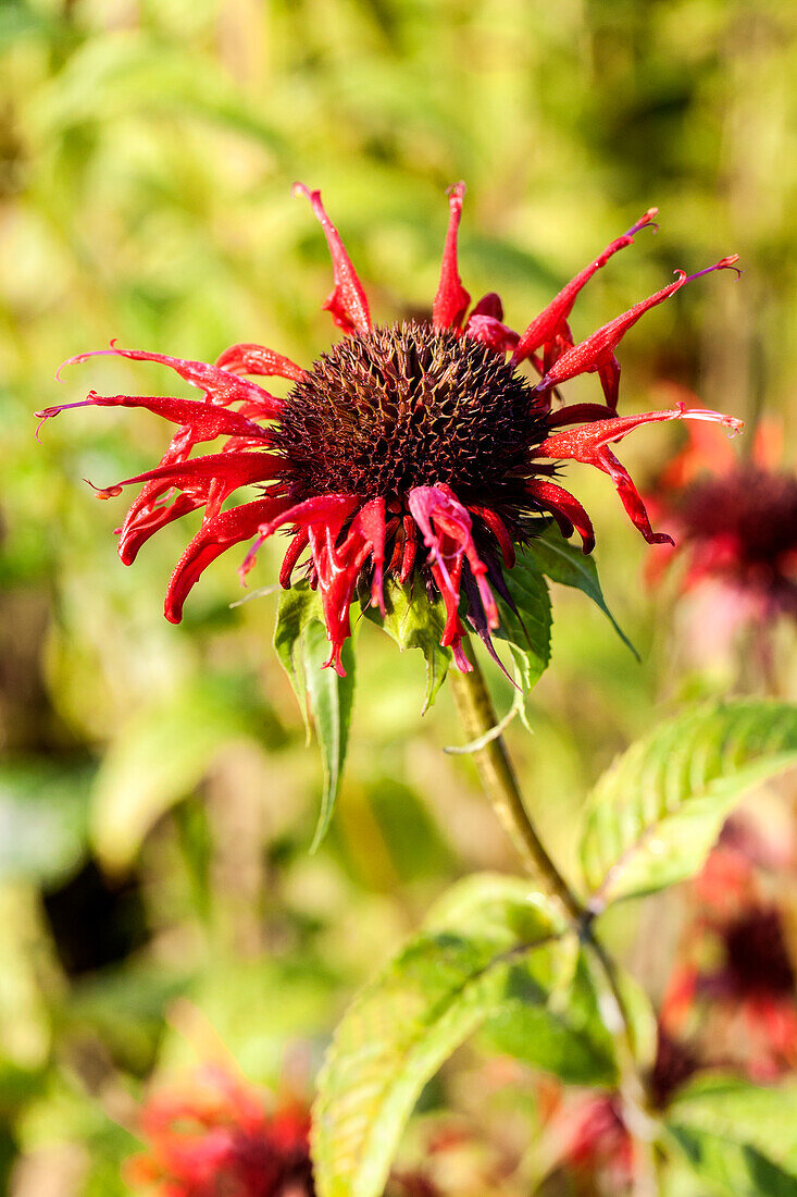 Monarda didyma 'Squaw'