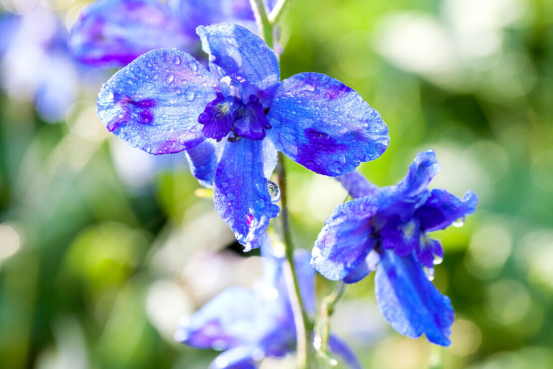 Delphinium