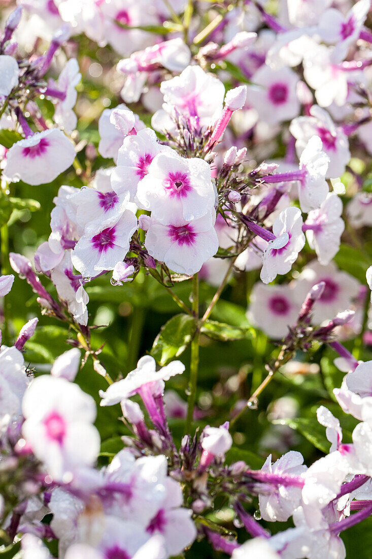 Phlox paniculata 'Bright Eyes'