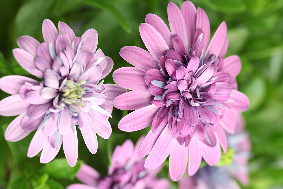 Osteospermum 'FlowerPower'®