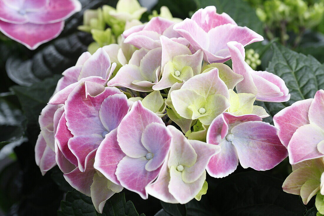 Hydrangea macrophylla