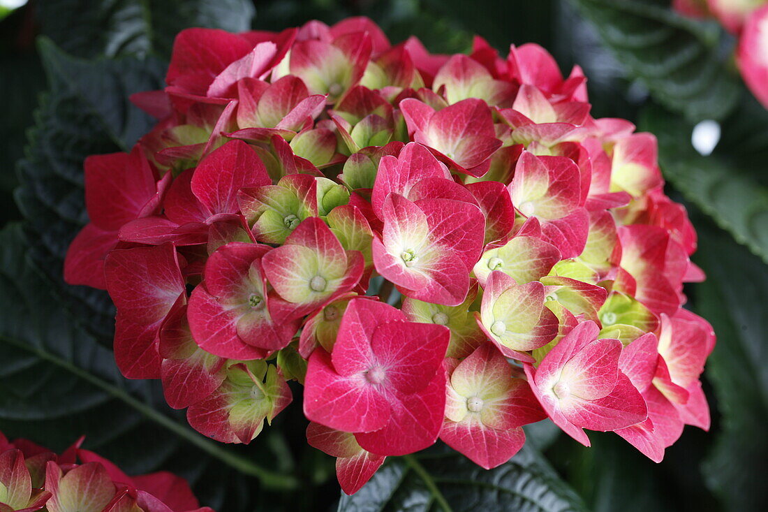 Hydrangea macrophylla, red