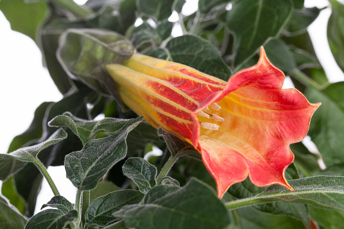 Brugmansia sanguinea