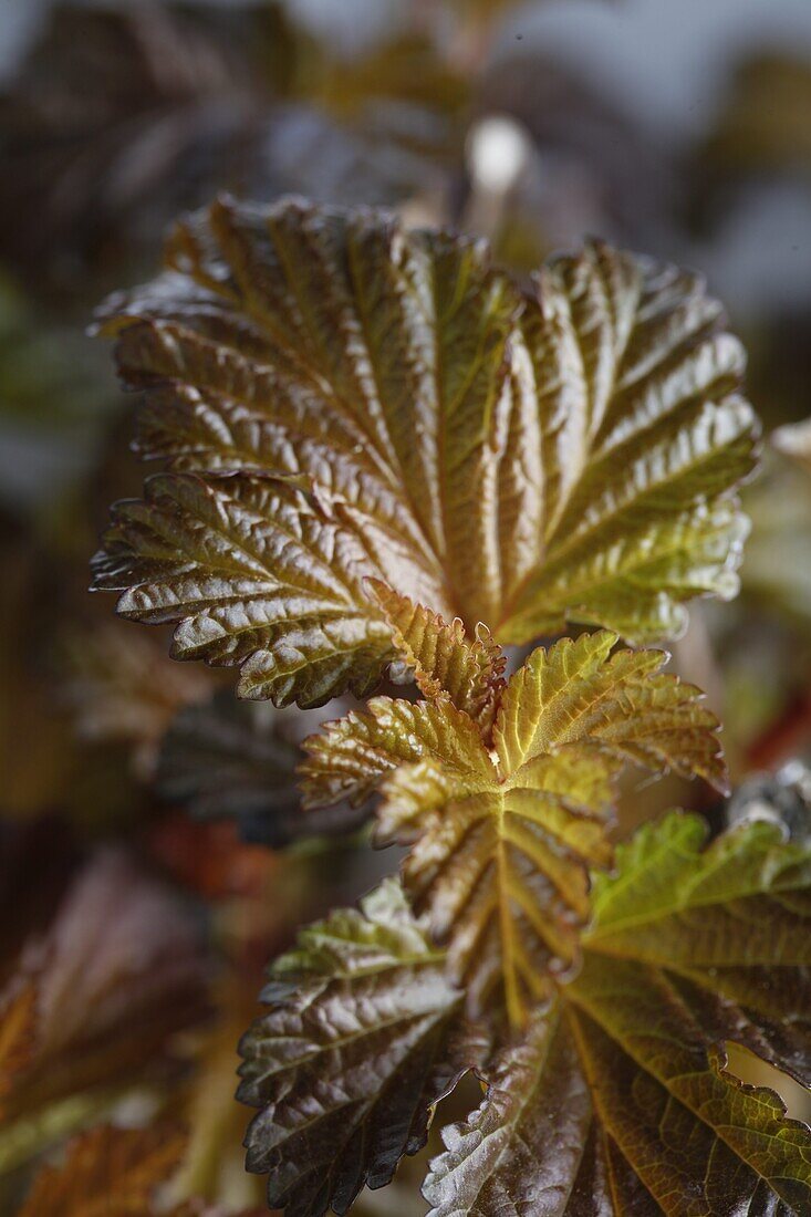 Physocarpus opulifolius 'Lady in Red'®