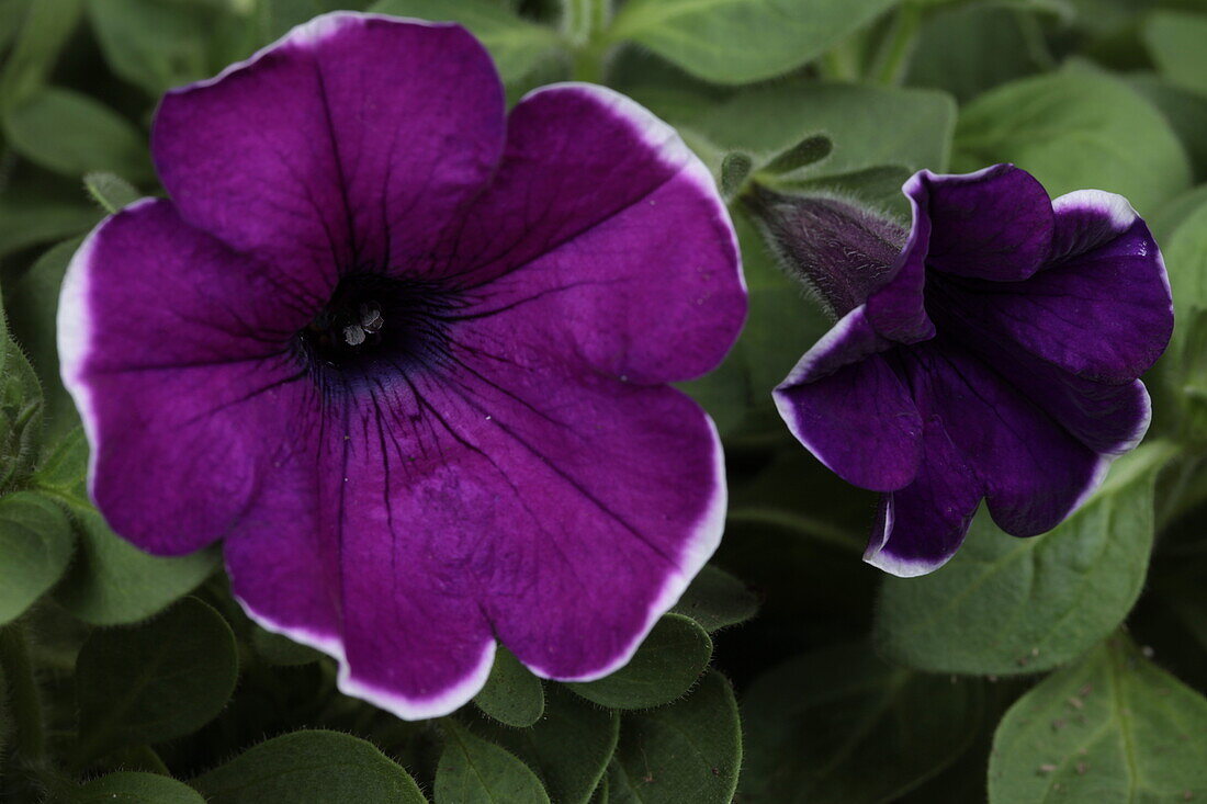 Petunia, purple