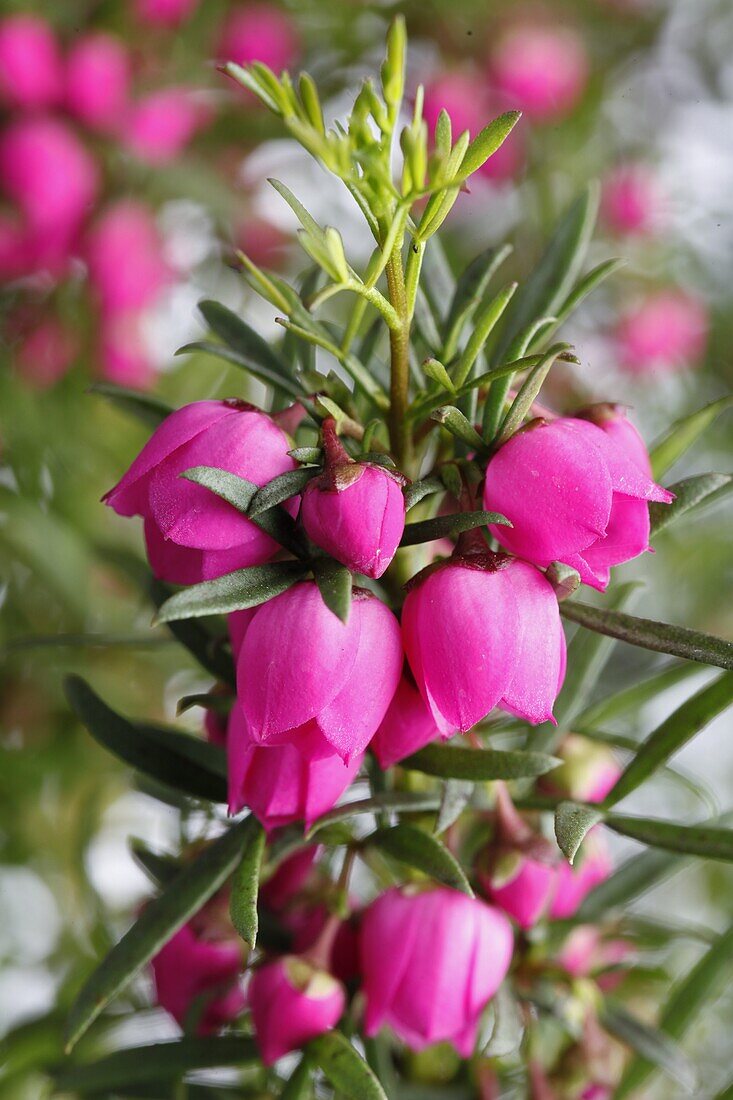 Boronia heterophylla