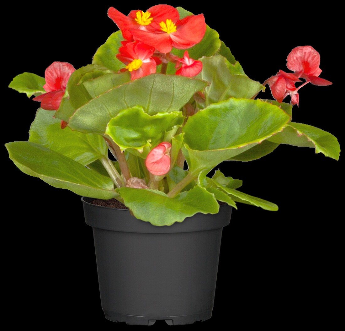 Begonia semperflorens, rot