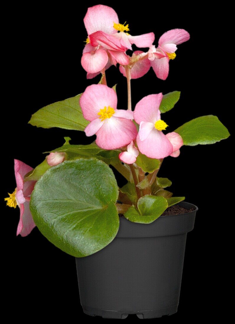 Begonia semperflorens, rosa