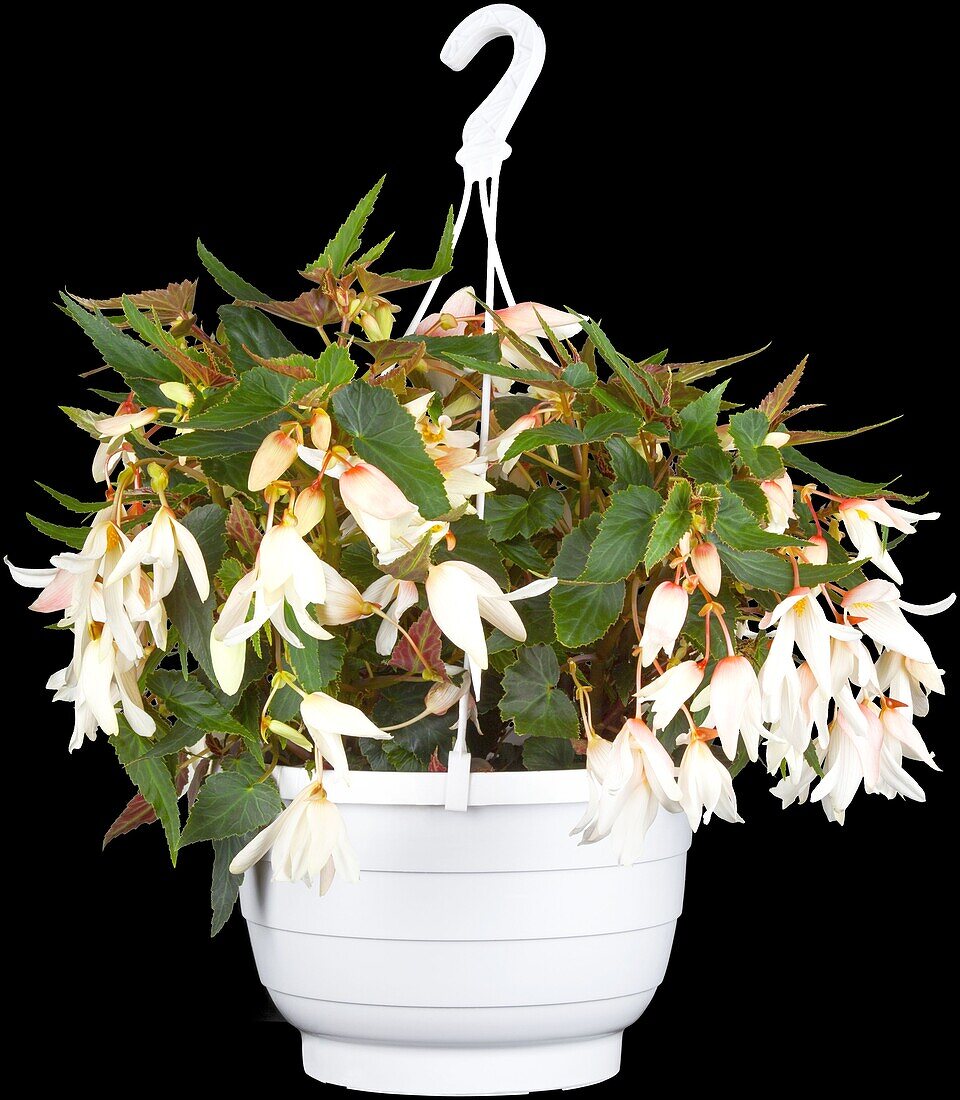 Begonia pendula, white