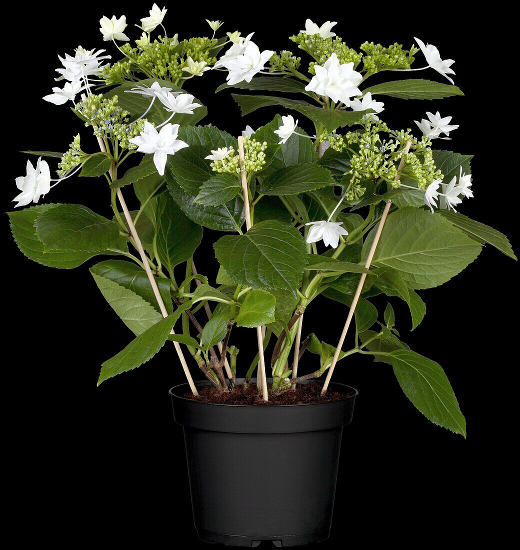 Hydrangea macrophylla 'Fireworks White'®