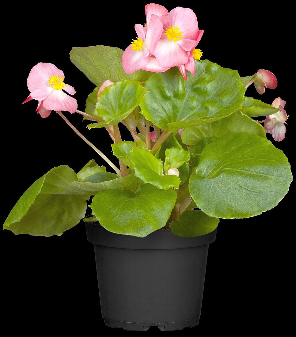 Begonia semperflorens, rosa