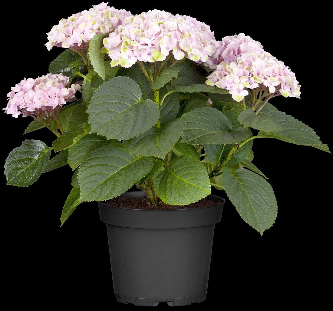 Hydrangea macrophylla 'Magical Revolution'®, pink