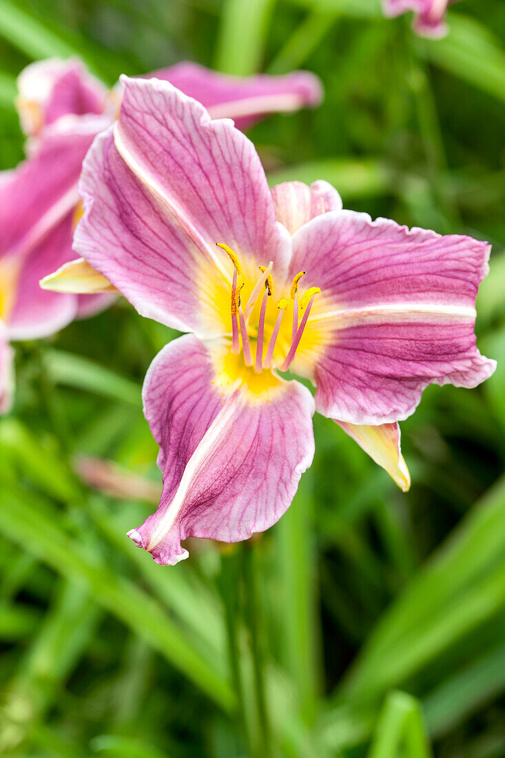 Hemerocallis