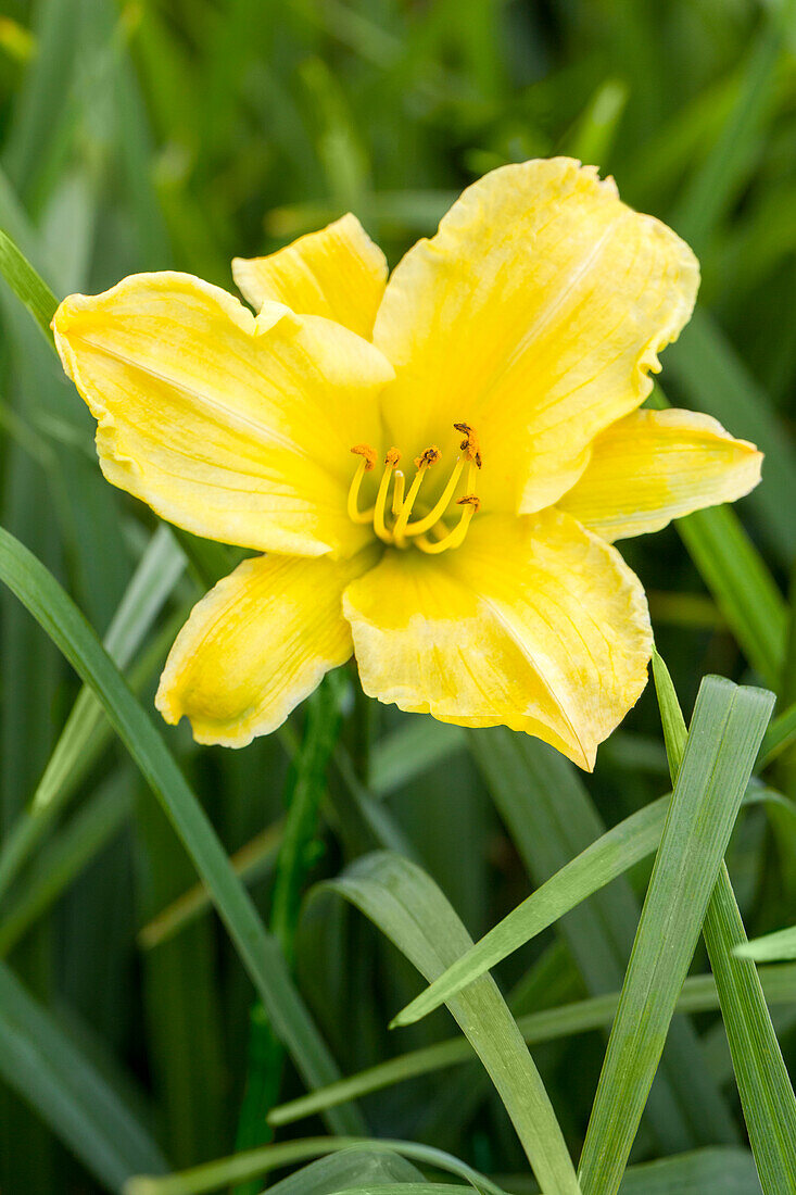 Hemerocallis 'Border Baby'