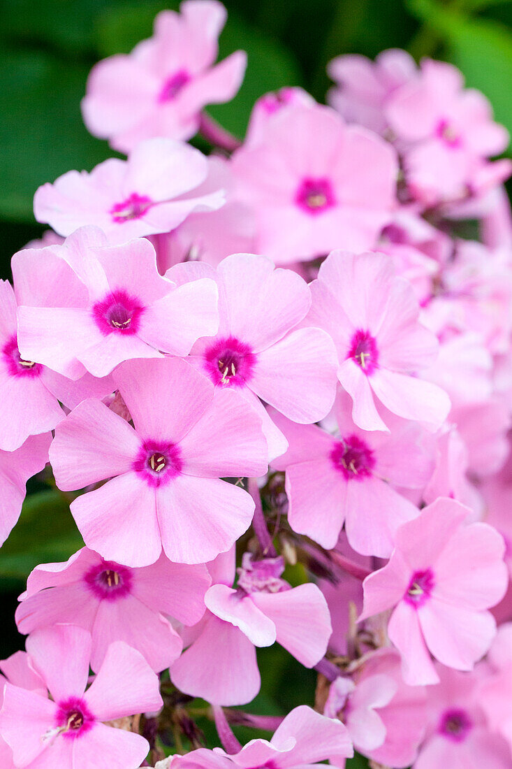 Phlox paniculata