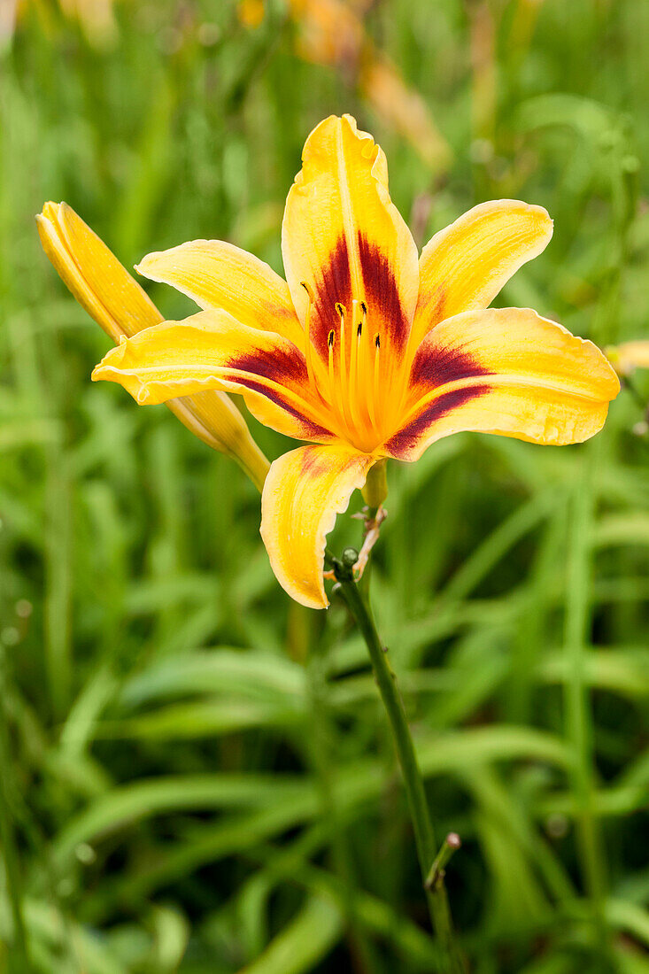 Hemerocallis