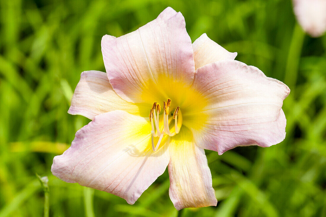 Hemerocallis 'Catherine Woodberry'