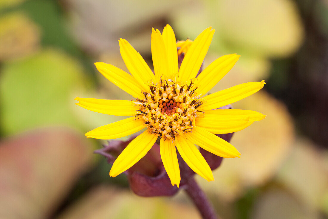 Ligularia dentata