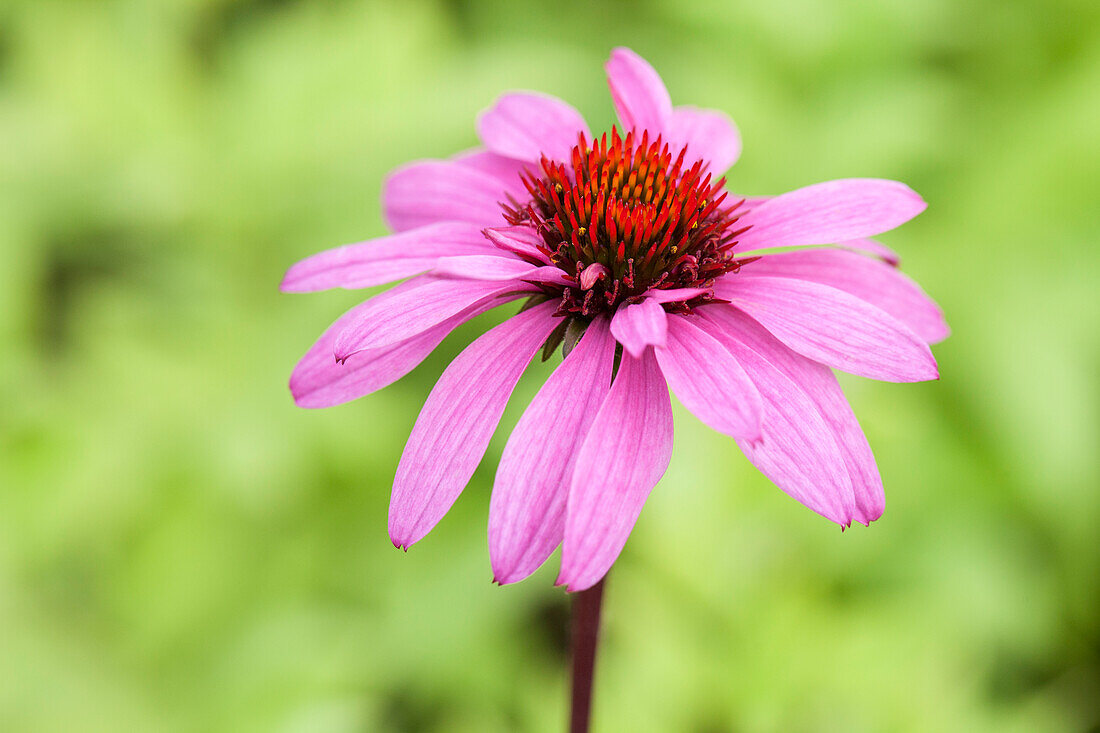 Echinacea purpurea