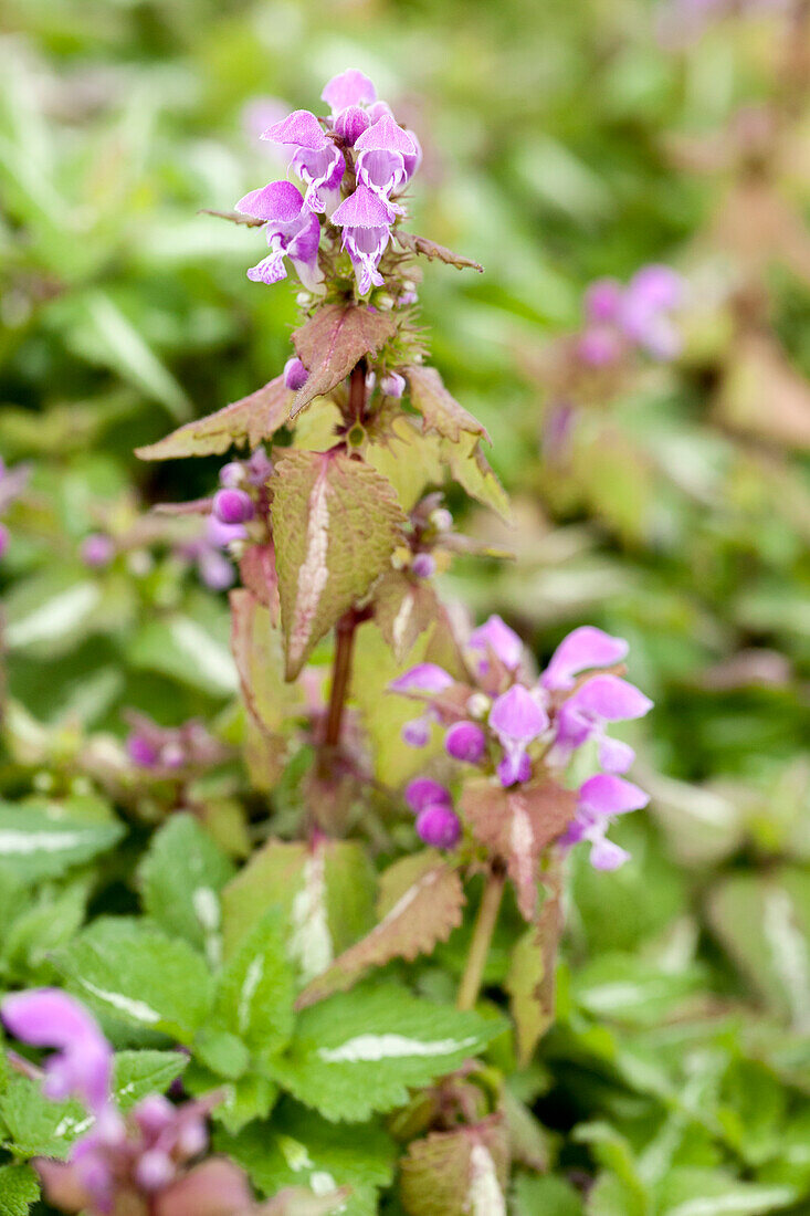 Lamium maculatum