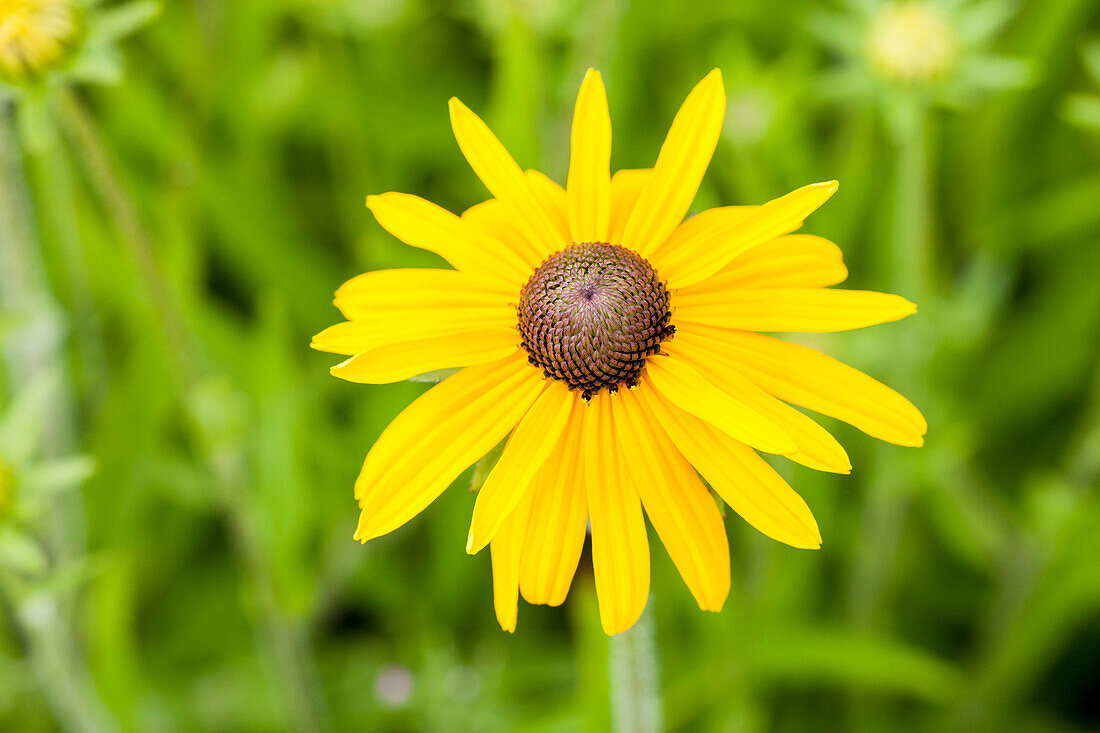 Rudbeckia