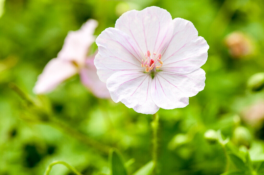 Geranium